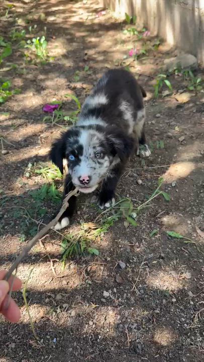Enlarge GALILEO, a Adopted Australian Shepherd in Nogales, SON video 6/6