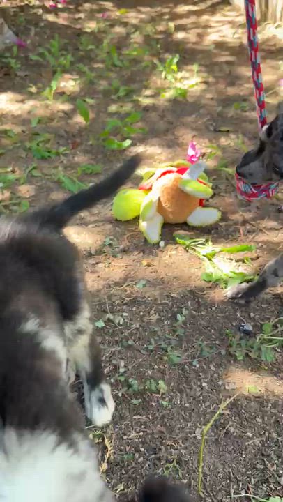 Enlarge GALILEO, a Adopted Australian Shepherd in Nogales, SON video 5/6