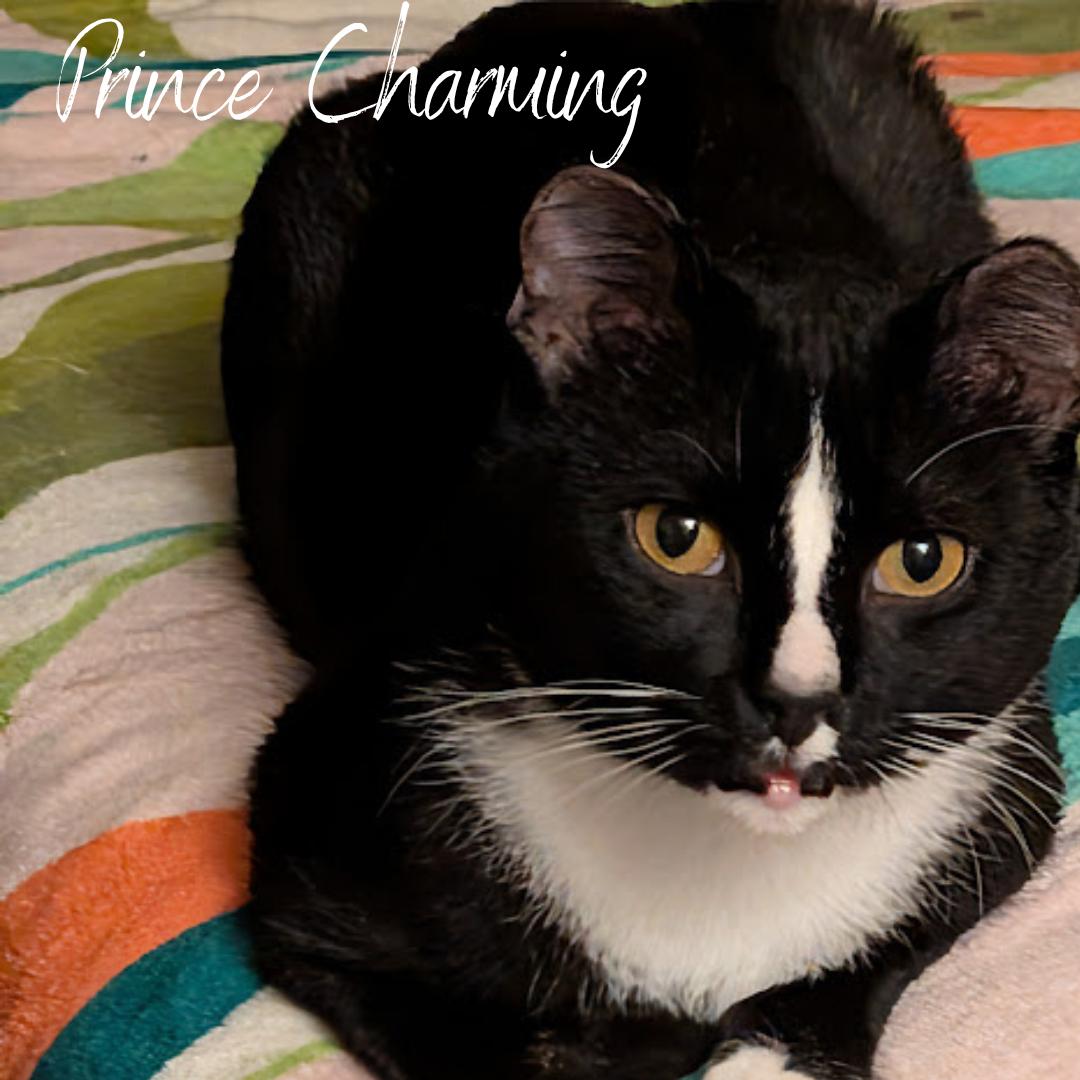 Enlarge Prince Charming, a Adoptable mixed breed in Janesville, WI image 1/1
