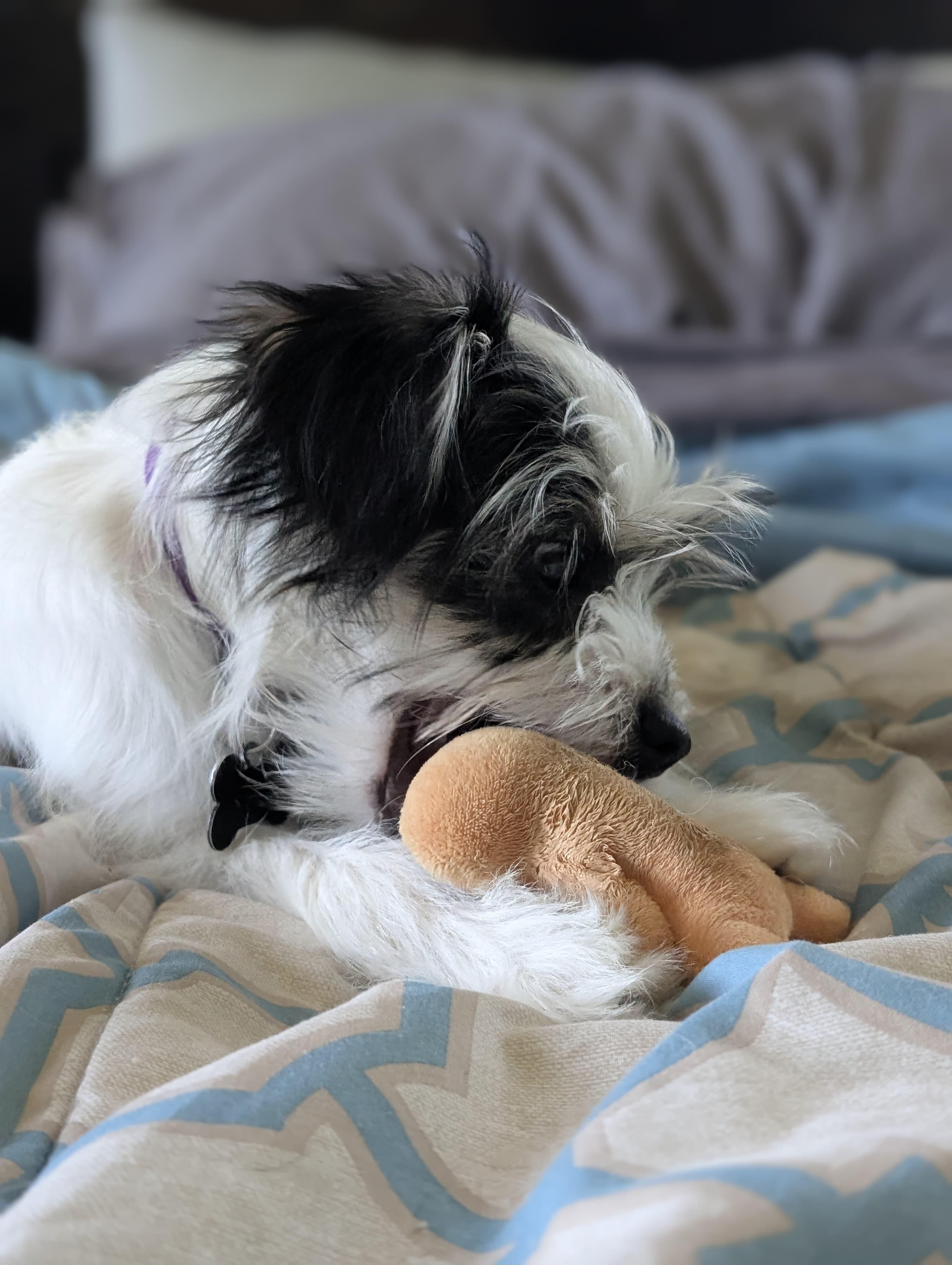 Clover, an adoptable Terrier, Shih Tzu in Owen Sound, ON, N4K 5N5 | Photo Image 3