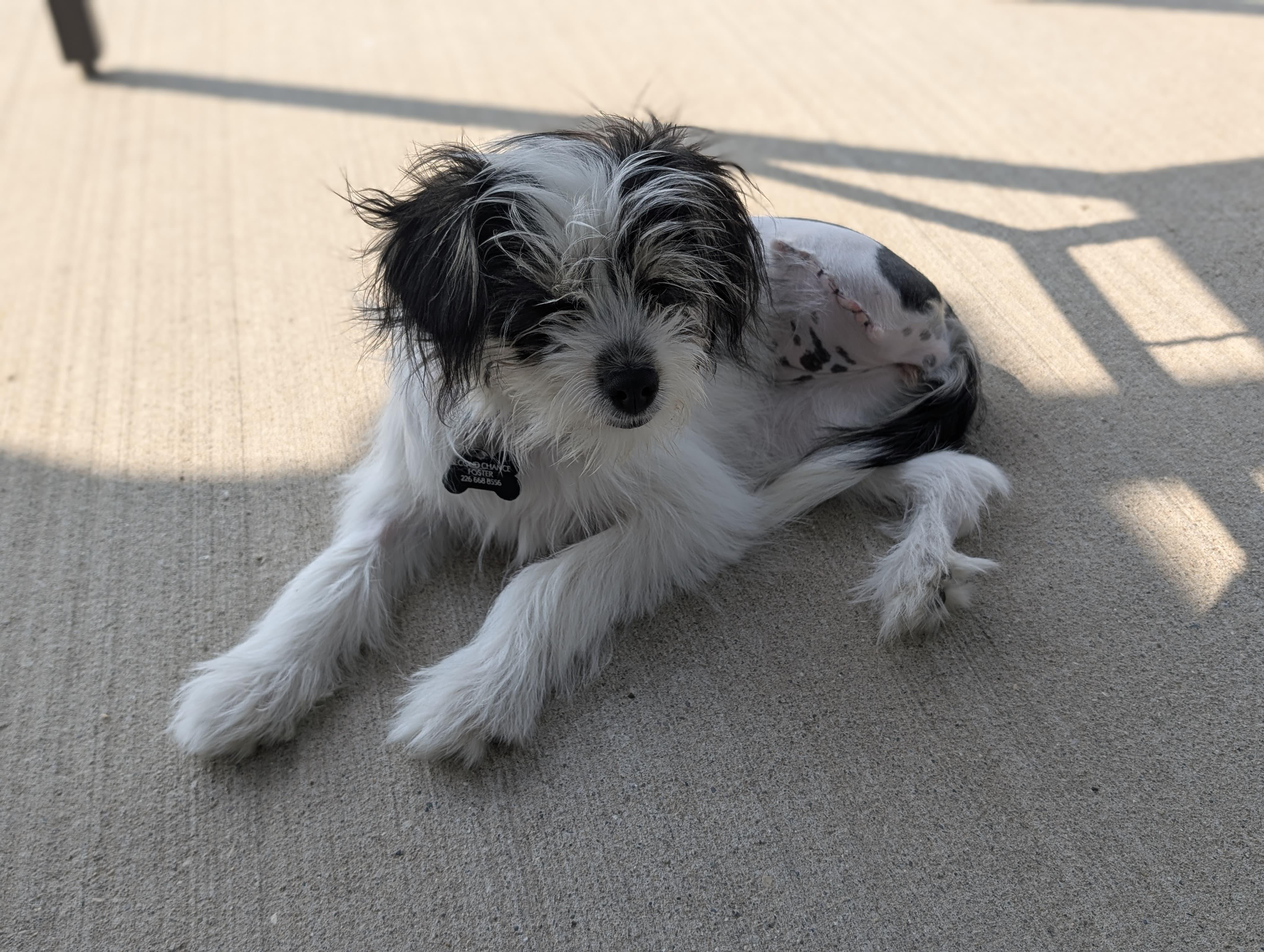 Clover, an adoptable Terrier, Shih Tzu in Owen Sound, ON, N4K 5N5 | Photo Image 1
