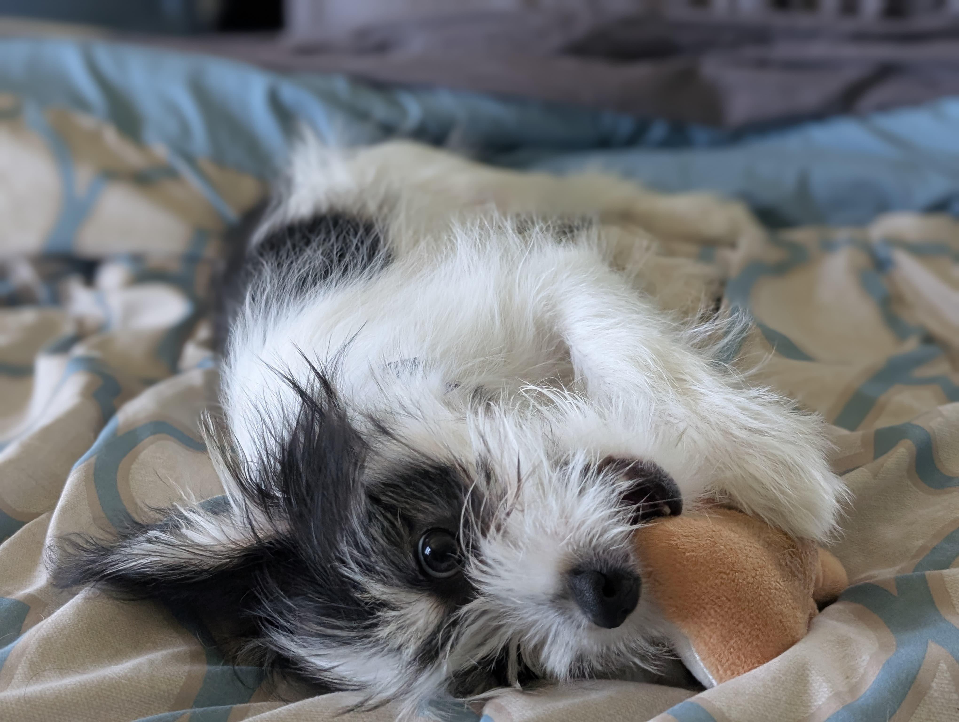 Clover, an adoptable Terrier, Shih Tzu in Owen Sound, ON, N4K 5N5 | Photo Image 4