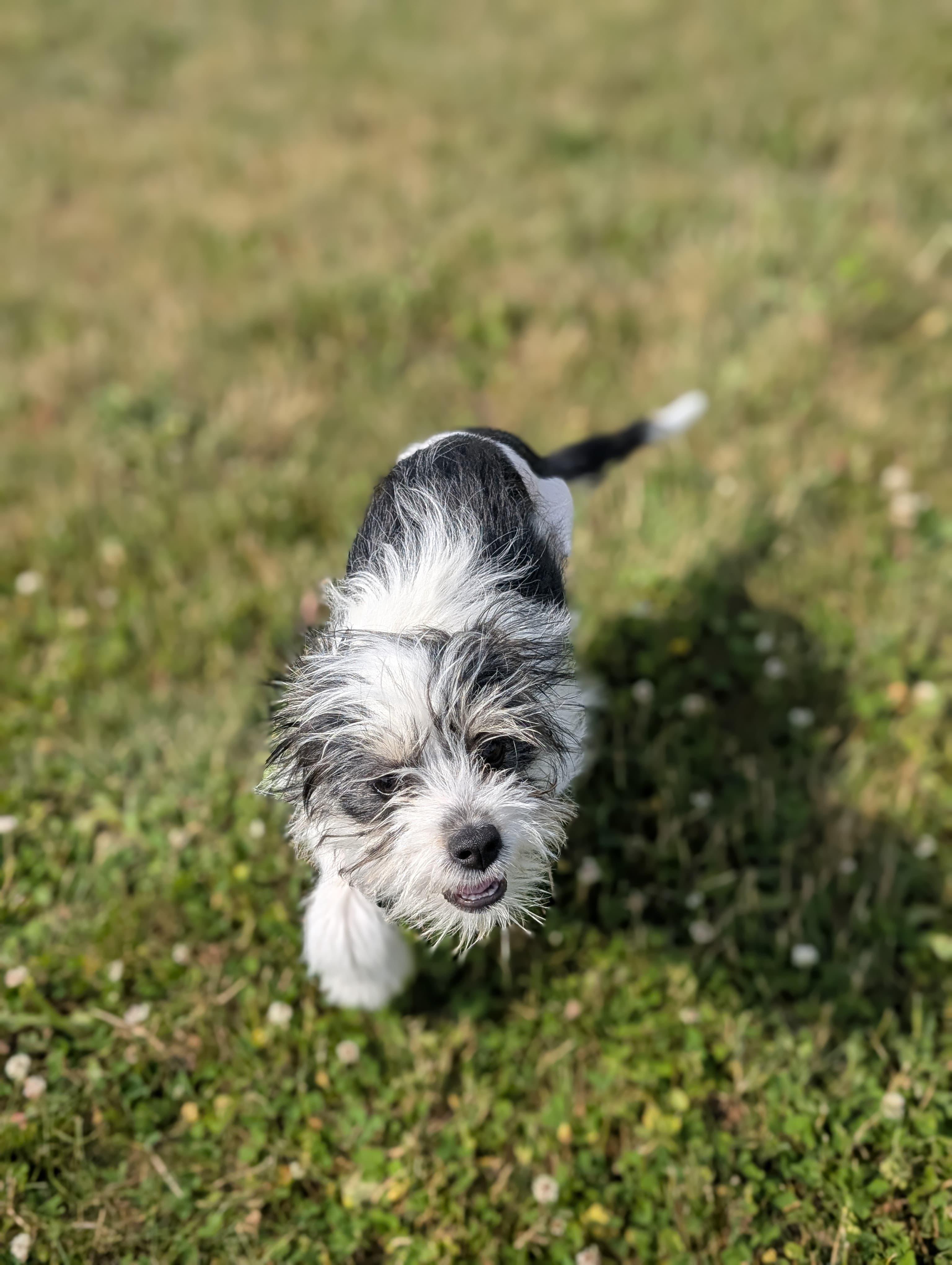 Clover, an adoptable Terrier, Shih Tzu in Owen Sound, ON, N4K 5N5 | Photo Image 2