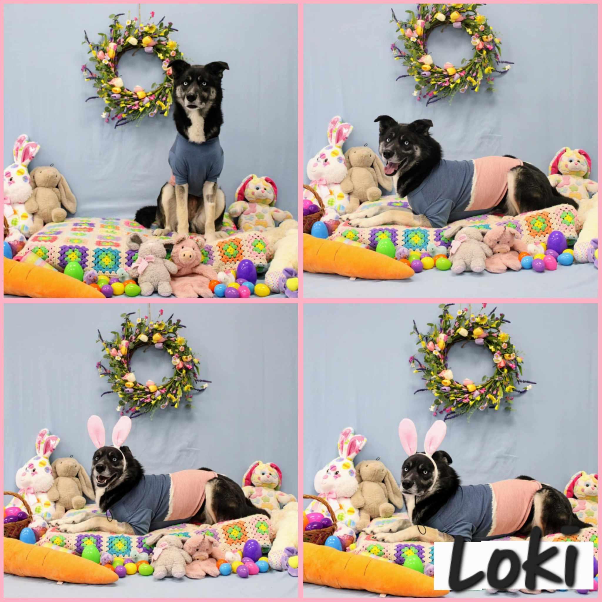 Enlarge Loki, a Adoptable mixed breed in Silver Springs, NV image 1/4