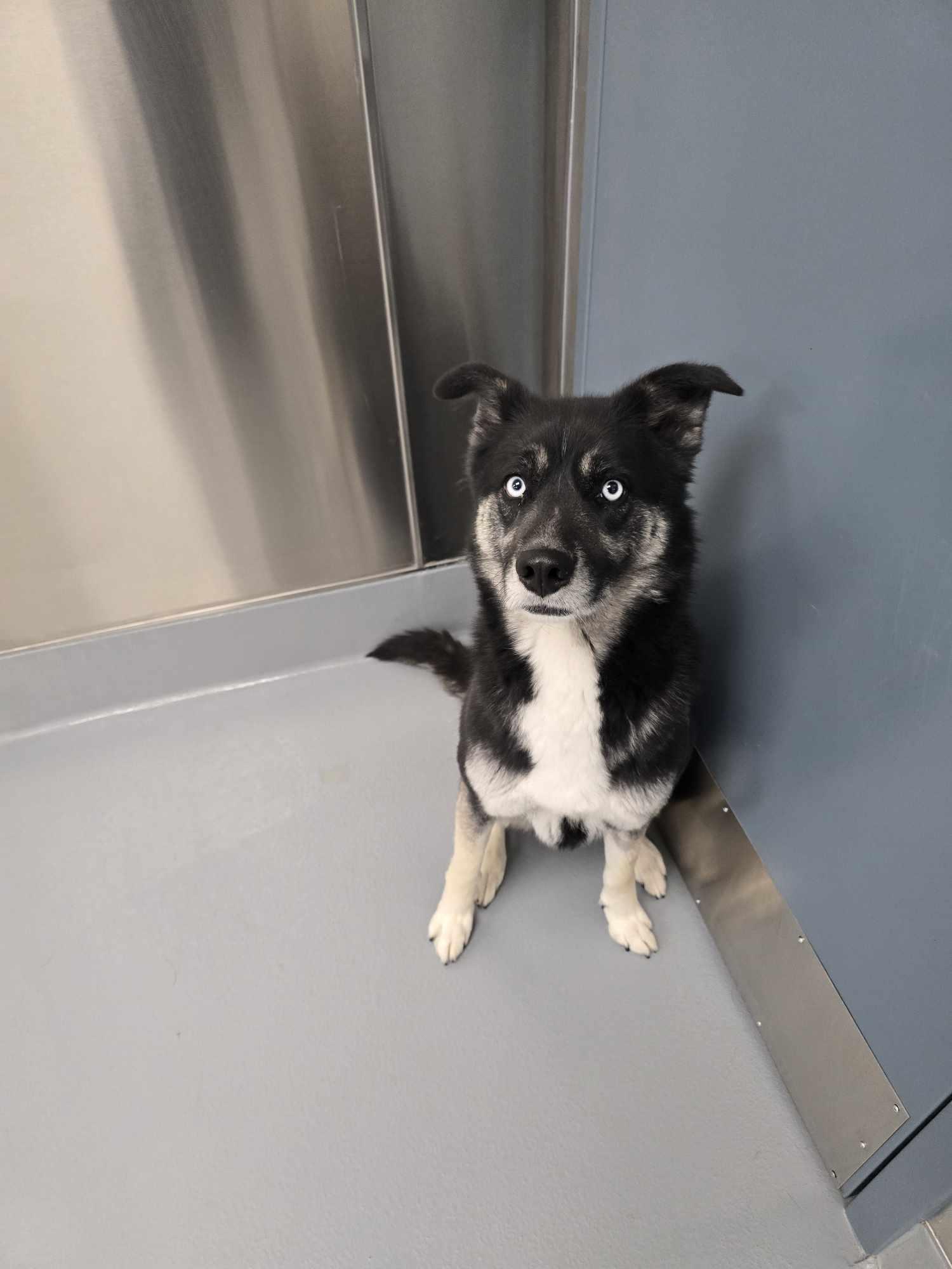 Loki, an adoptable Husky, Shepherd in Silver Springs, NV, 89429 | Photo Image 4