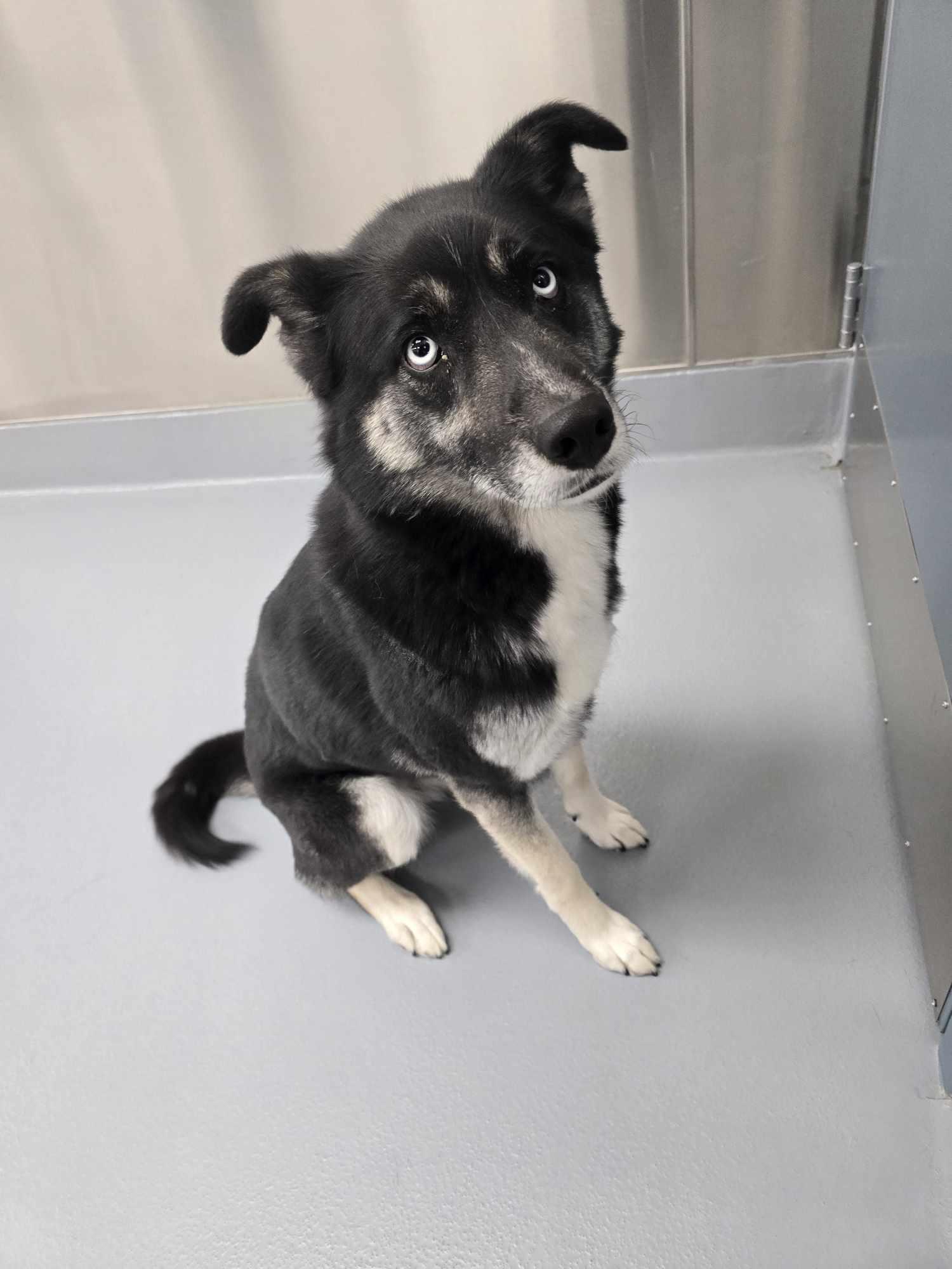 Loki, an adoptable Husky, Shepherd in Silver Springs, NV, 89429 | Photo Image 3