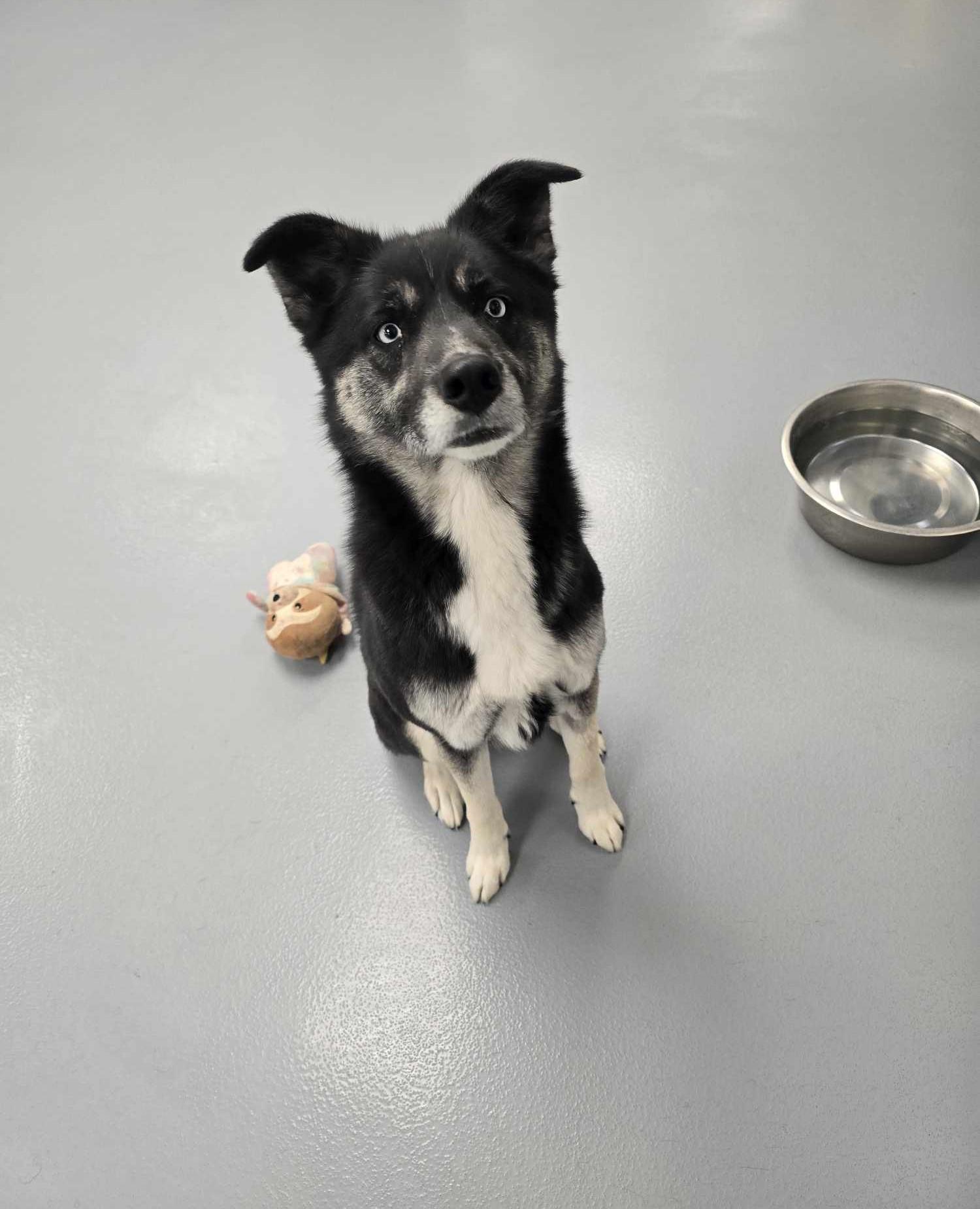 Loki, an adoptable Husky, Shepherd in Silver Springs, NV, 89429 | Photo Image 2
