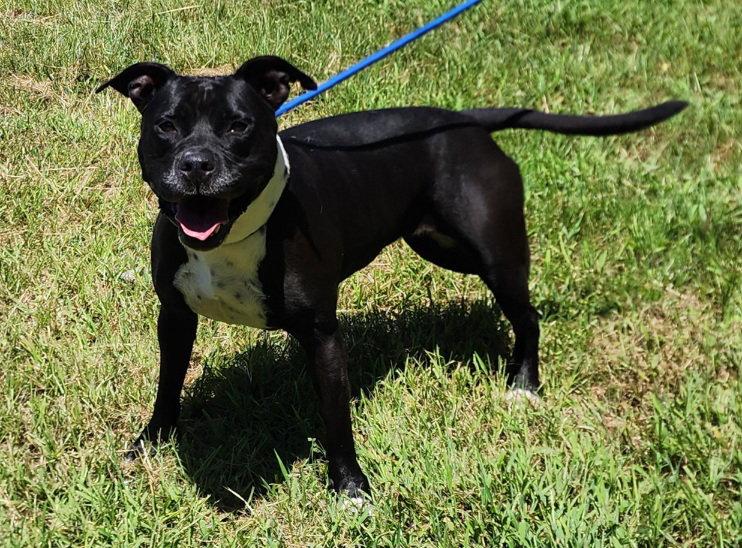 260905  Sunny, Adoptable, Adult Female Pit Bull Terrier.