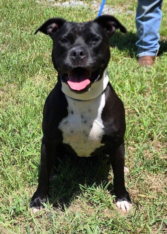 Enlarge 260905  Sunny, a Adoptable Pit Bull Terrier in Wetumpka, AL image 2/3