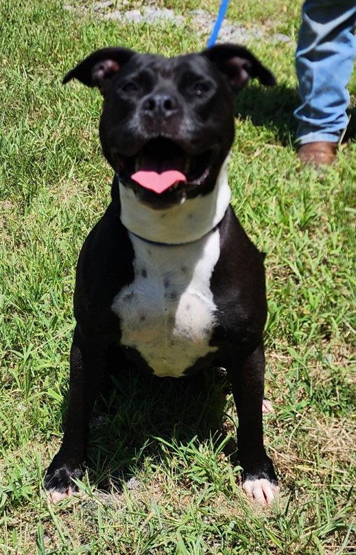Enlarge 260905  Sunny, a Adoptable Pit Bull Terrier in Wetumpka, AL image 3/3