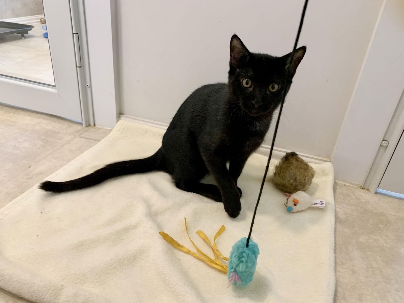 Inky, a Adoptable Domestic Short Hair image 1/3