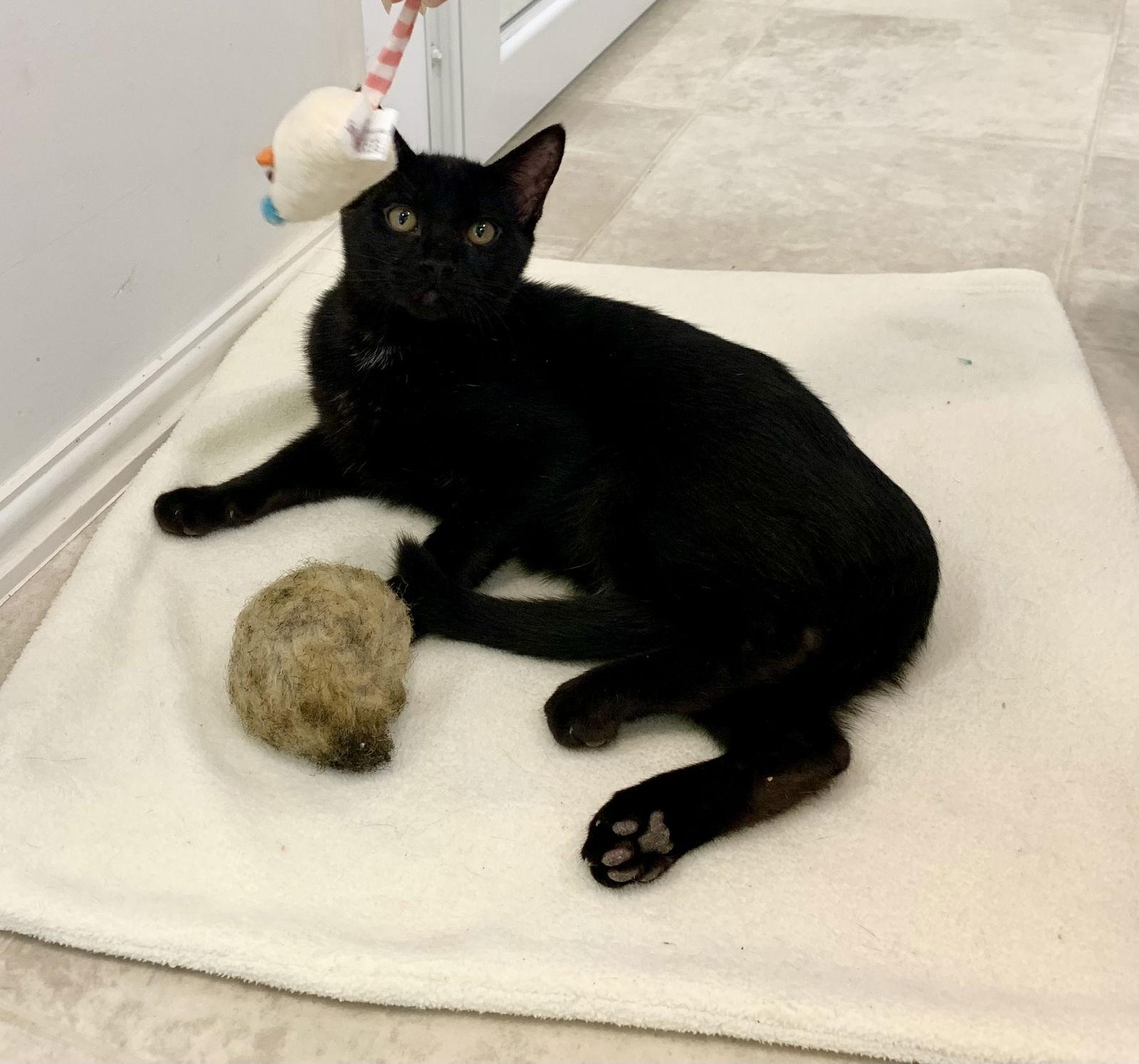 Inky, a Adoptable Domestic Short Hair image 2/3