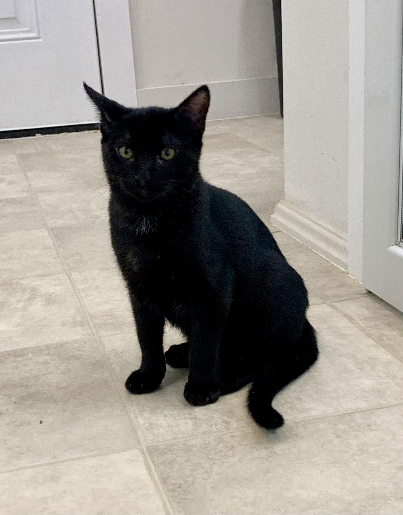 Inky, a Adoptable Domestic Short Hair image 3/3