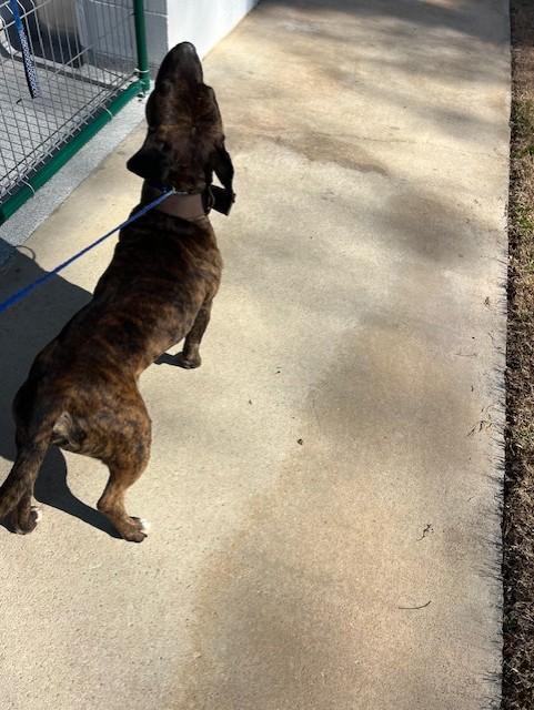 Aiken11044 (RECLAIMED), a ADOPTABLE mixed breed in Rocky Mount, NC image 3/3