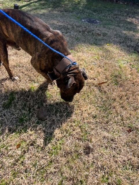 Aiken11044 (RECLAIMED), a ADOPTABLE mixed breed in Rocky Mount, NC image 2/3