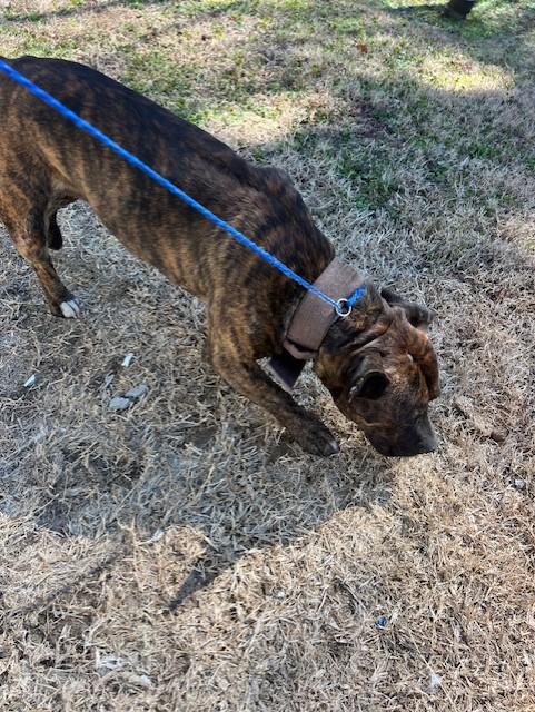 Aiken11044 (RECLAIMED), ADOPTABLE, Adult Male Pit Bull Terrier.