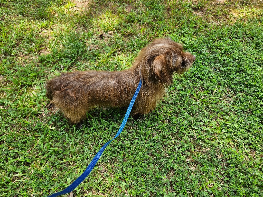 Enlarge Martin, a Adopted mixed breed in Marietta, GA image 4/6