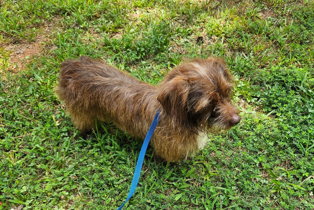 Enlarge Martin, a Adopted mixed breed in Marietta, GA image 6/6