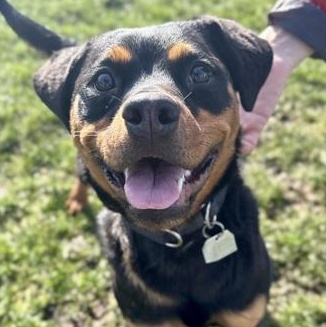 Corn Flake , adopted, Adult Male Rottweiler.