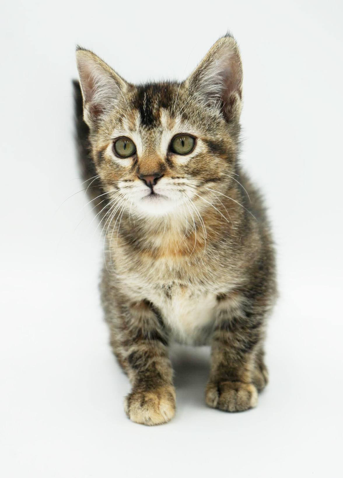 Enlarge Stella - STUNNINGLY beautiful and SUPER sweet!   Tiny tot!, a Adoptable mixed breed in Bedford Hills, NY image 1/6