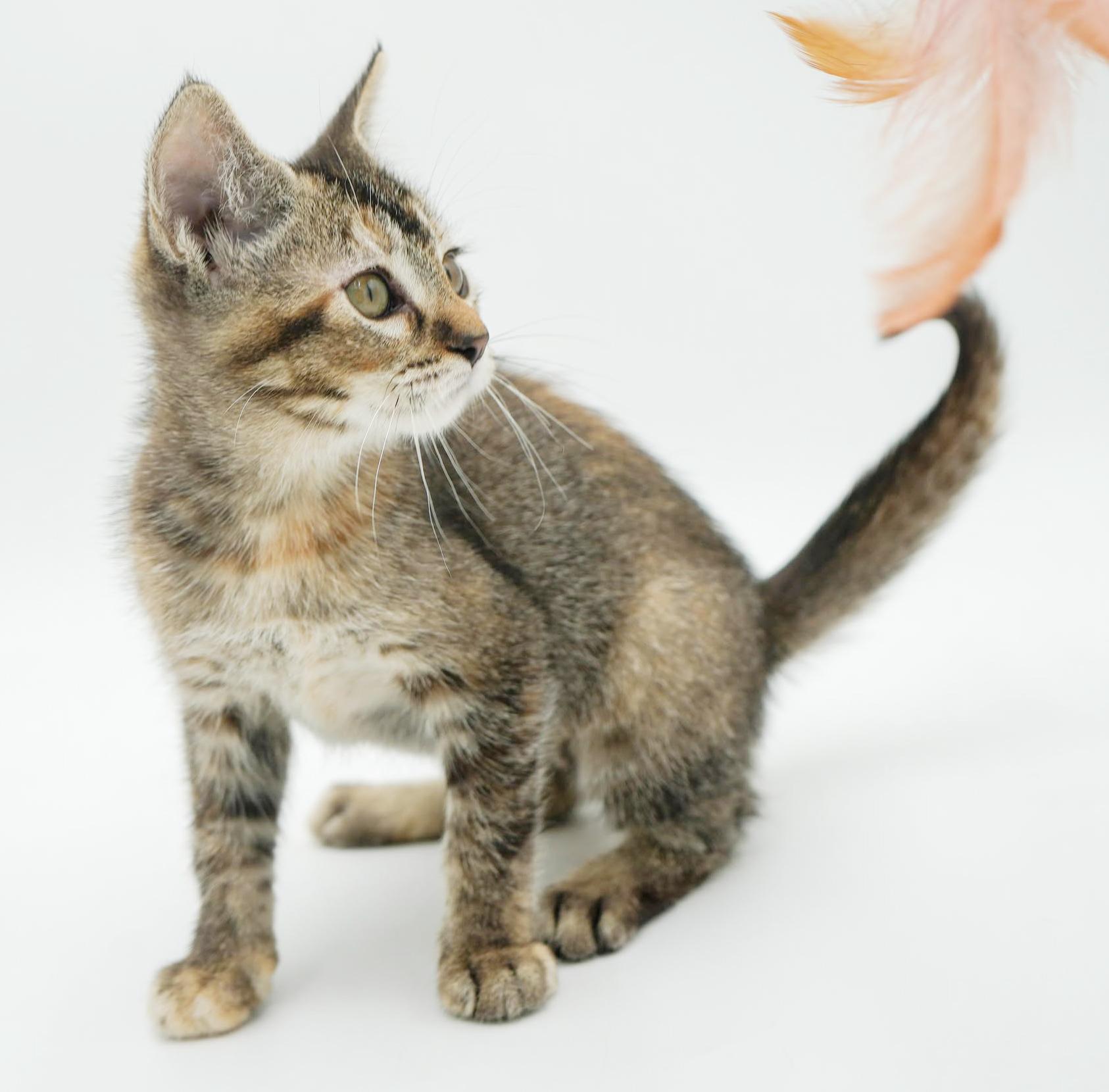 Enlarge Stella - STUNNINGLY beautiful and SUPER sweet!   Tiny tot!, a Adoptable mixed breed in Bedford Hills, NY image 2/6