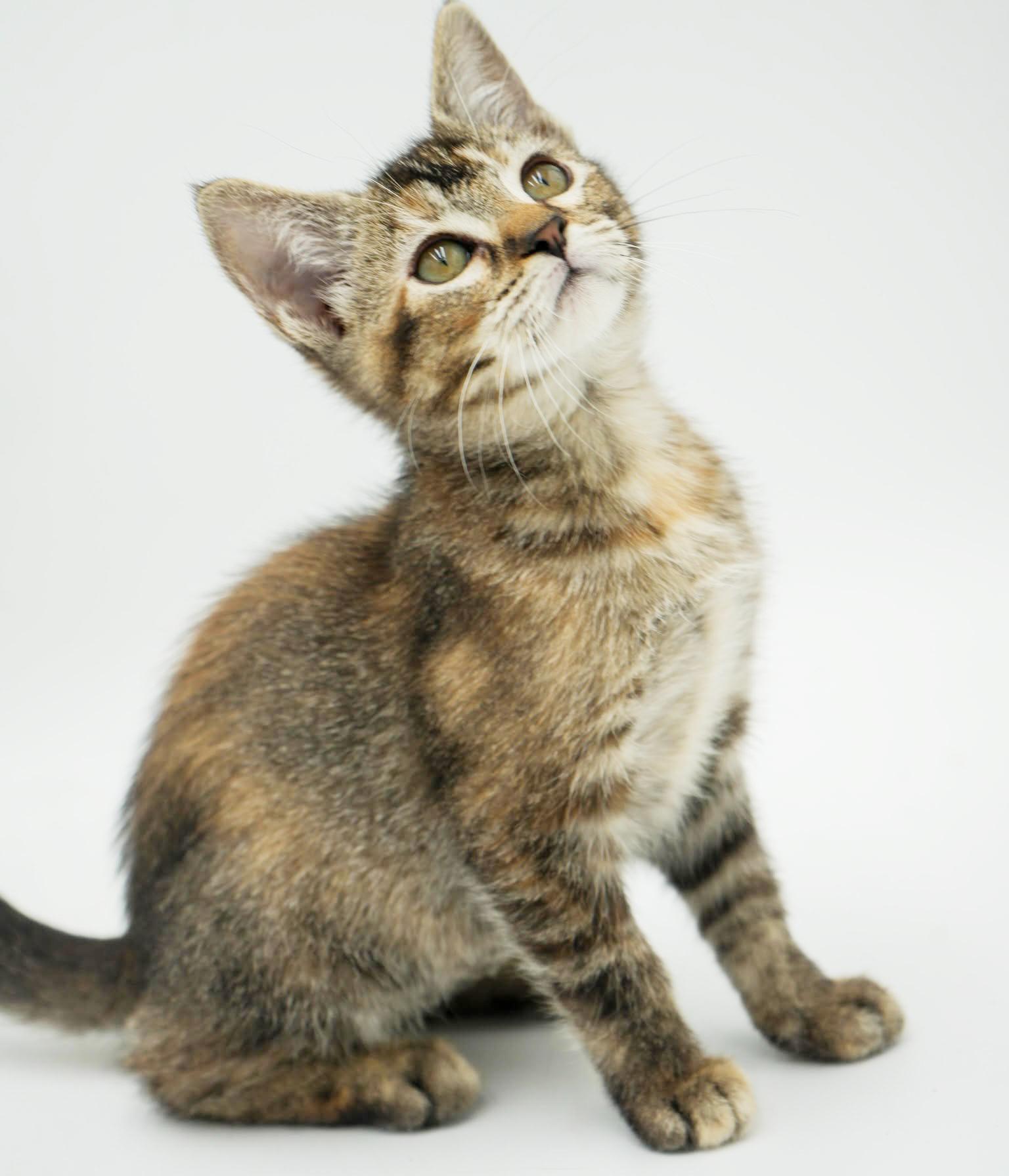 Enlarge Stella - STUNNINGLY beautiful and SUPER sweet!   Tiny tot!, a Adoptable mixed breed in Bedford Hills, NY image 3/6