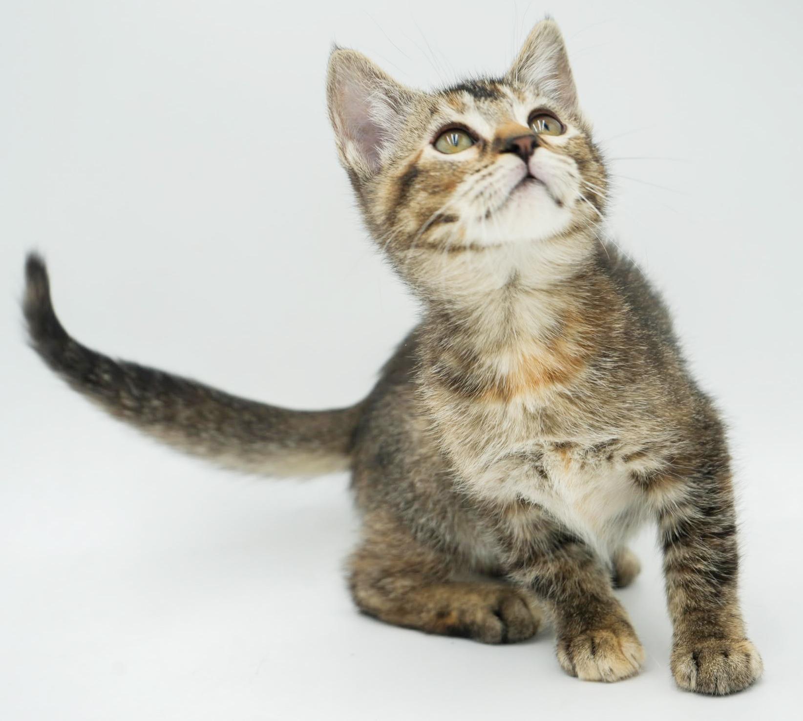 Enlarge Stella - STUNNINGLY beautiful and SUPER sweet!   Tiny tot!, a Adoptable mixed breed in Bedford Hills, NY image 4/6