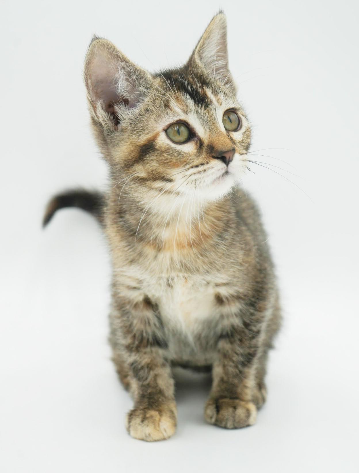 Enlarge Stella - STUNNINGLY beautiful and SUPER sweet!   Tiny tot!, a Adoptable mixed breed in Bedford Hills, NY image 5/6