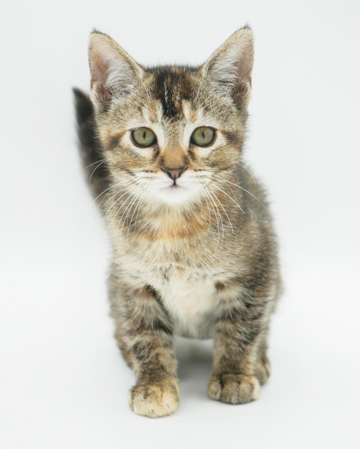 Enlarge Stella - STUNNINGLY beautiful and SUPER sweet!   Tiny tot!, a Adoptable mixed breed in Bedford Hills, NY image 6/6