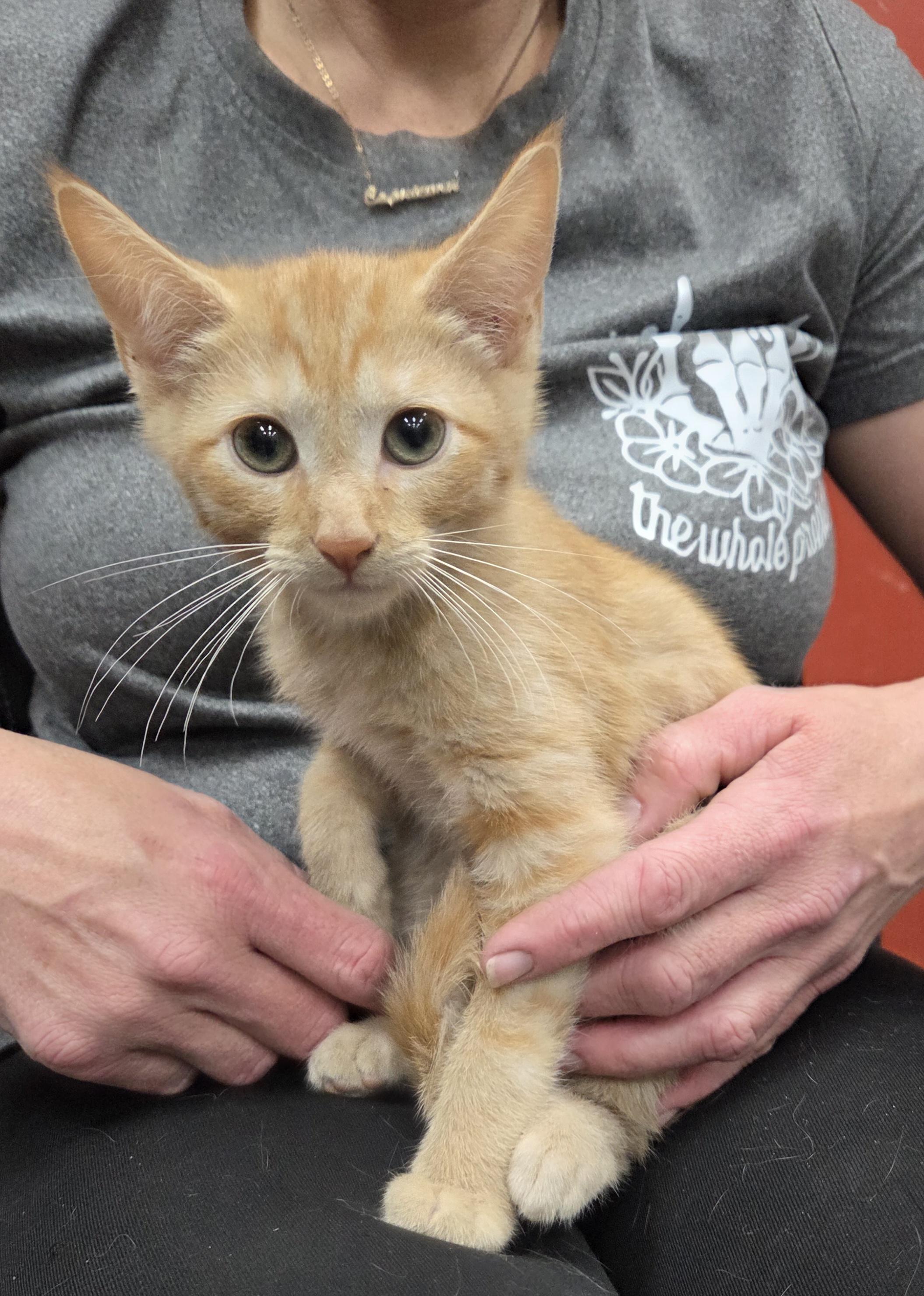 Crush, ADOPTABLE, Kitten Male Domestic Short Hair.