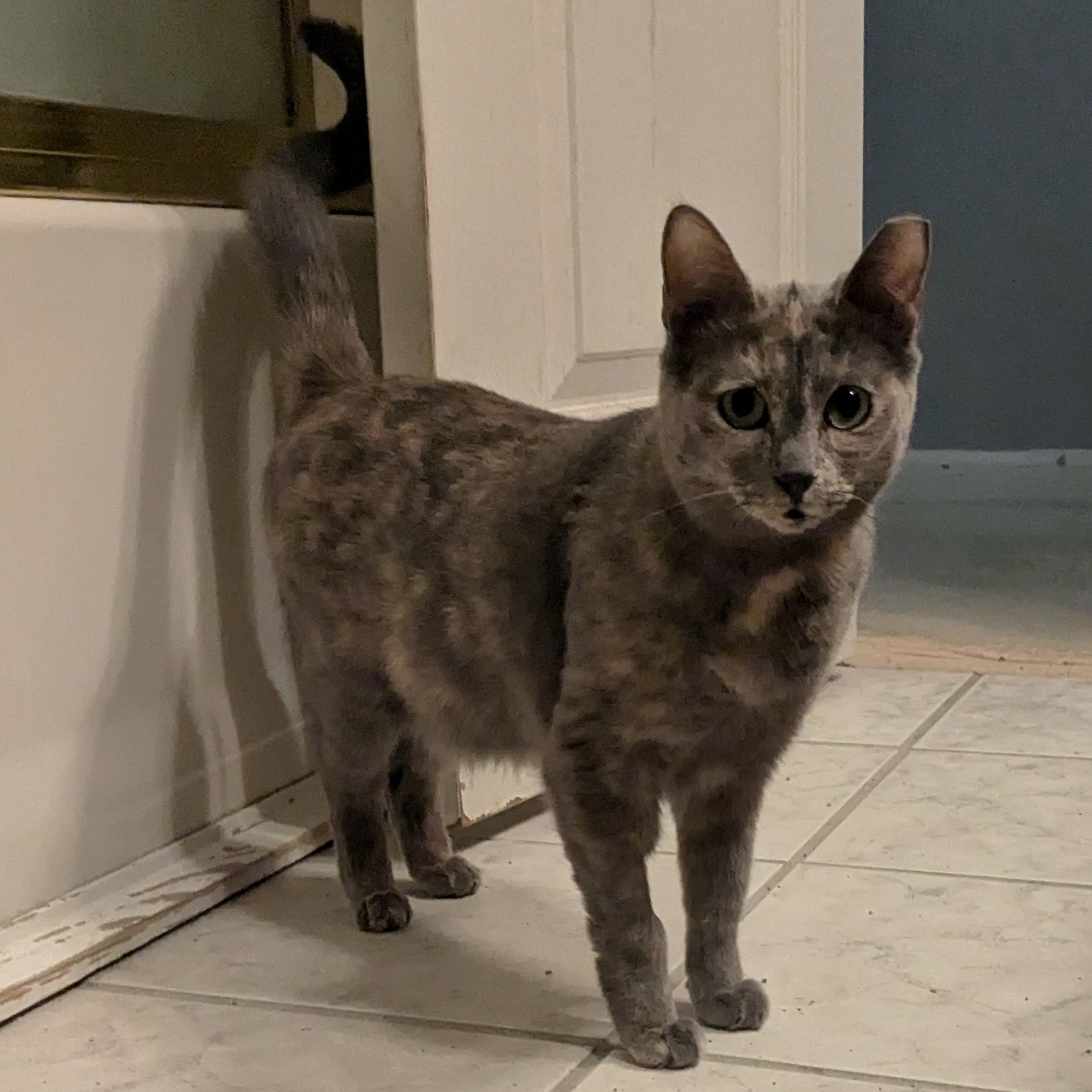 Enlarge Sasha, an adopted Dilute Tortoiseshell in Bonaire, GA image 4/6