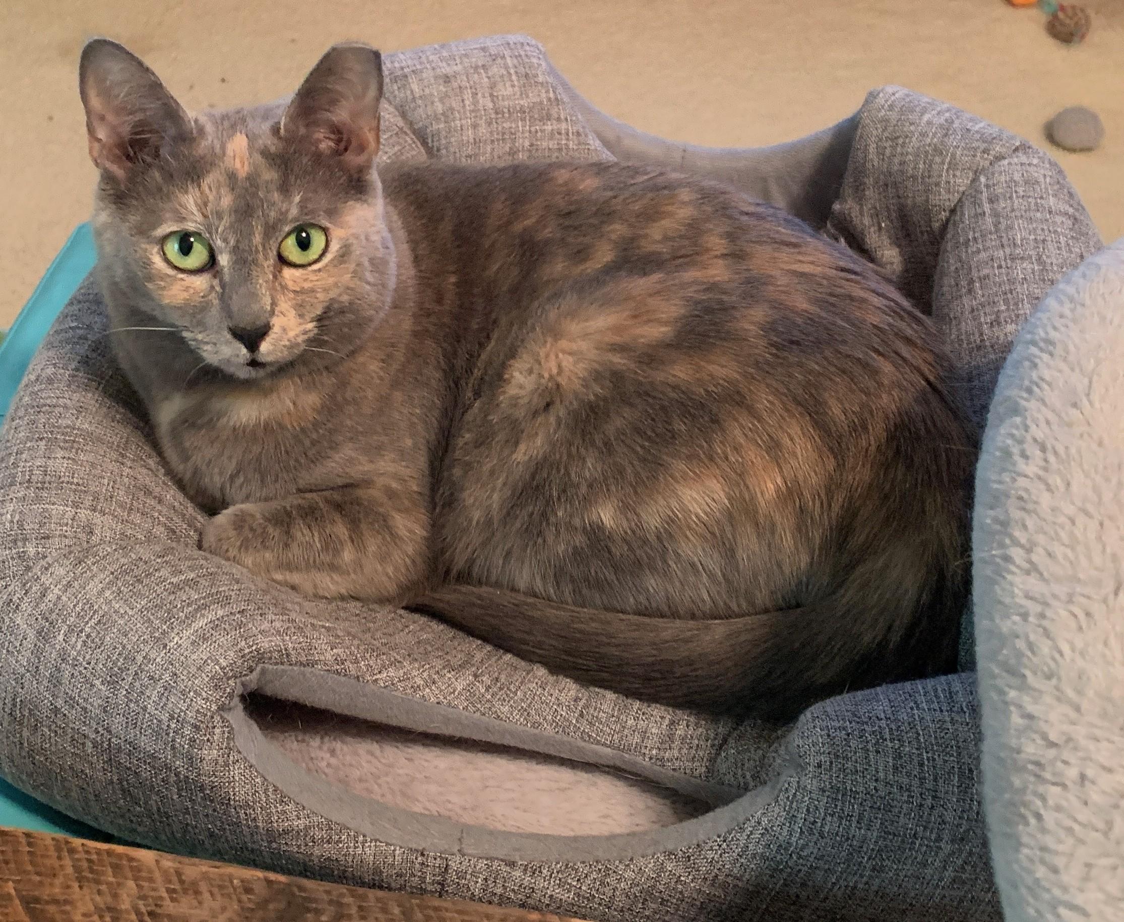 Enlarge Sasha, an adopted Dilute Tortoiseshell in Bonaire, GA image 2/6