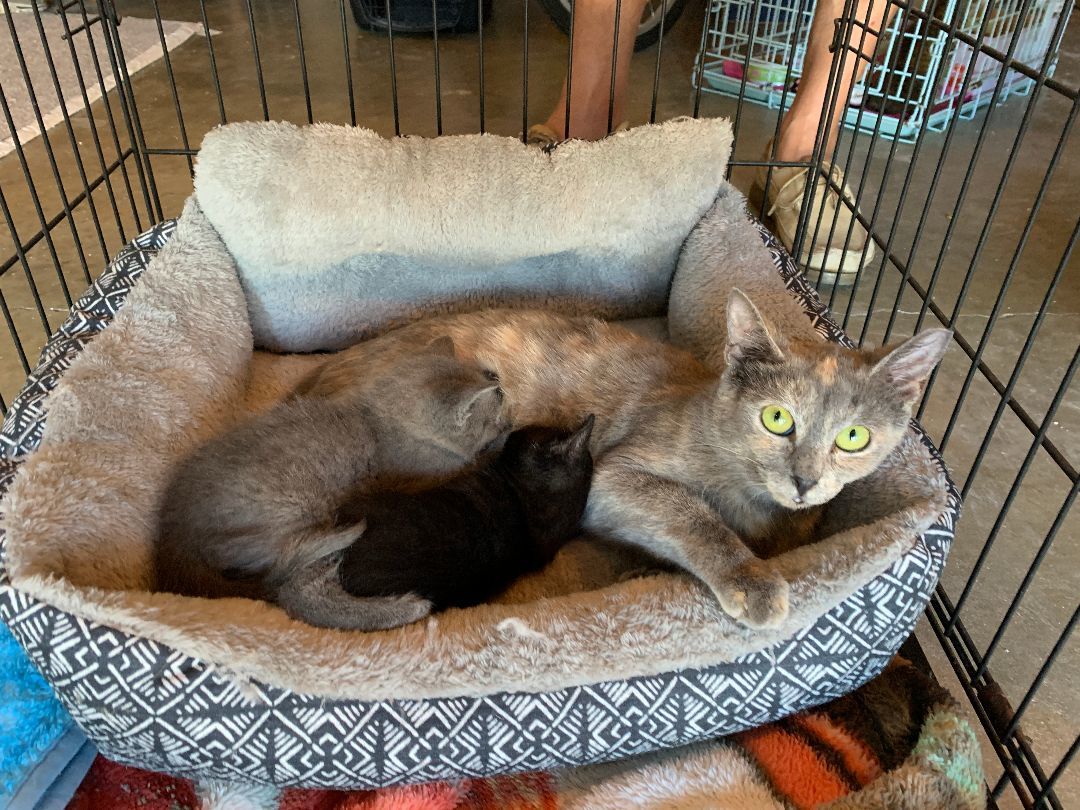 Enlarge Sasha, an adopted Dilute Tortoiseshell in Bonaire, GA image 6/6