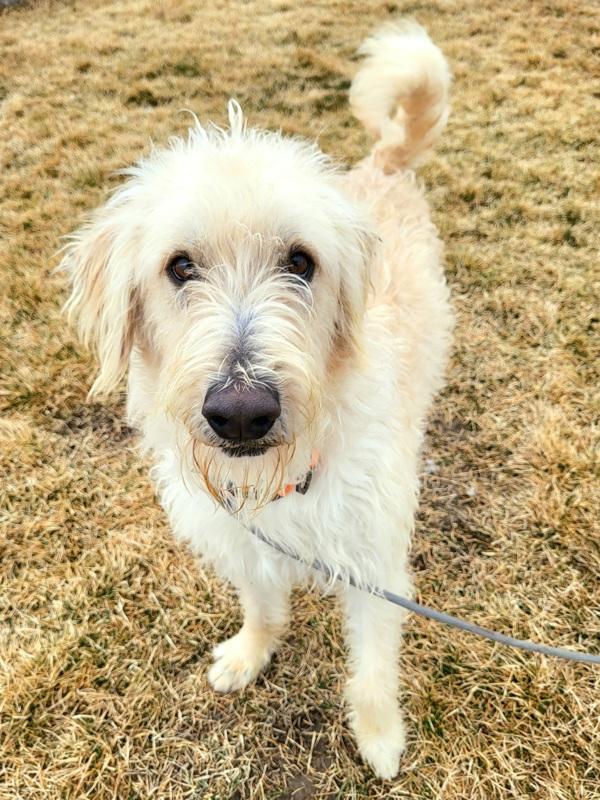 Enlarge Champ 45570, a Adoptable mixed breed in Pocatello, ID image 3/6