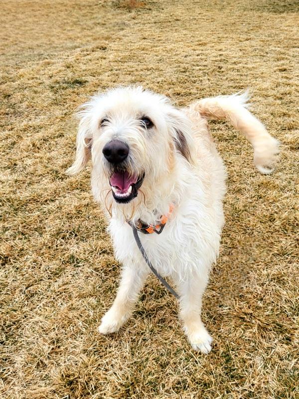 Enlarge Champ 45570, a Adoptable mixed breed in Pocatello, ID image 5/6