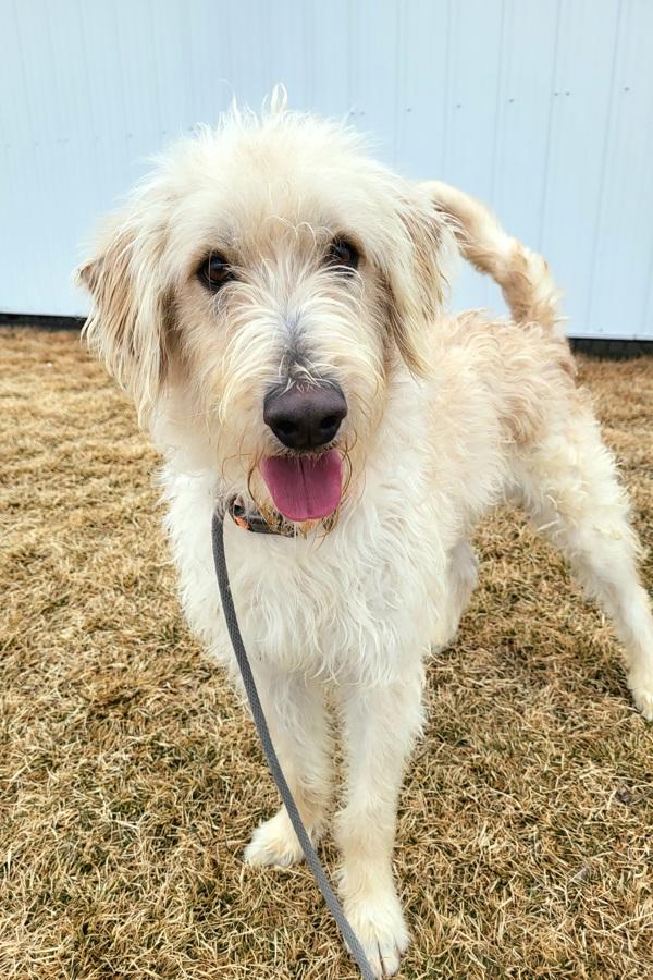 Enlarge Champ 45570, a Adoptable mixed breed in Pocatello, ID image 6/6