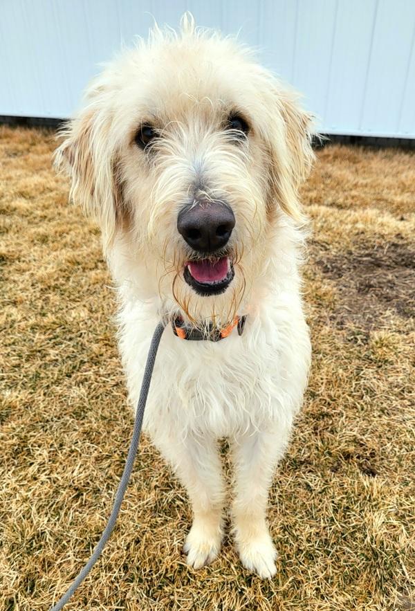 Champ 45570, Adoptable, Adult Male Labradoodle.