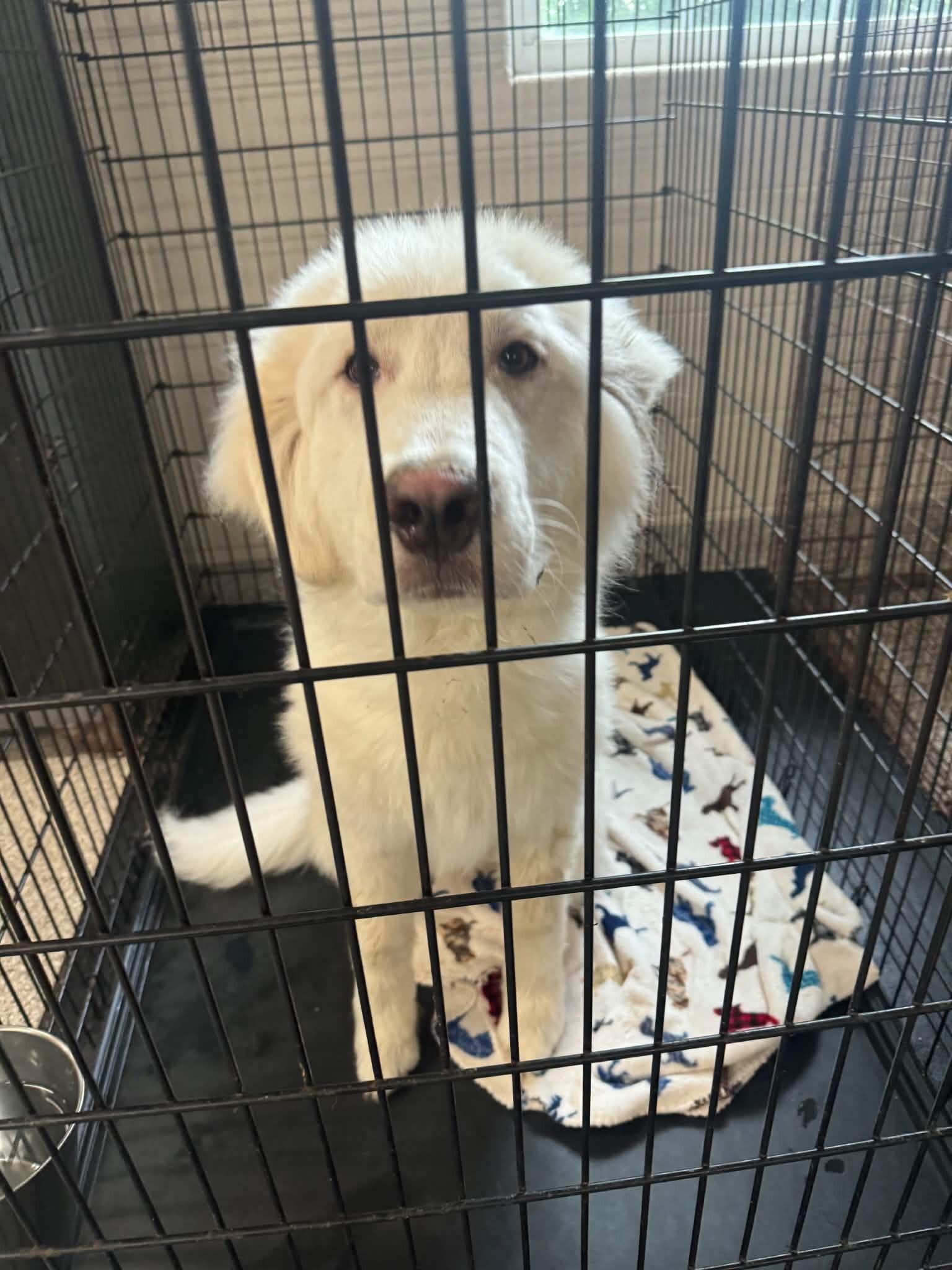 Enlarge Tate, a Adoptable Great Pyrenees in Georgetown, OH image 1/1