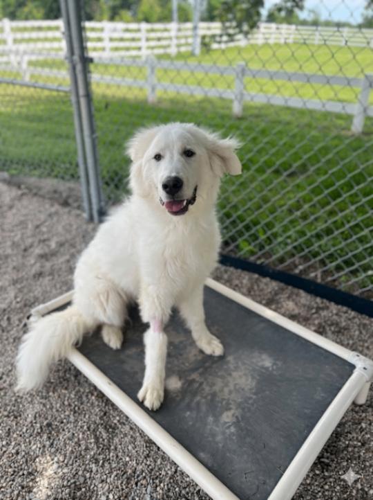Tate, a Adoptable Great Pyrenees in Georgetown, OH image 3/3