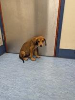 Clay, an adopted Mixed Breed in Charleston, SC_image-1