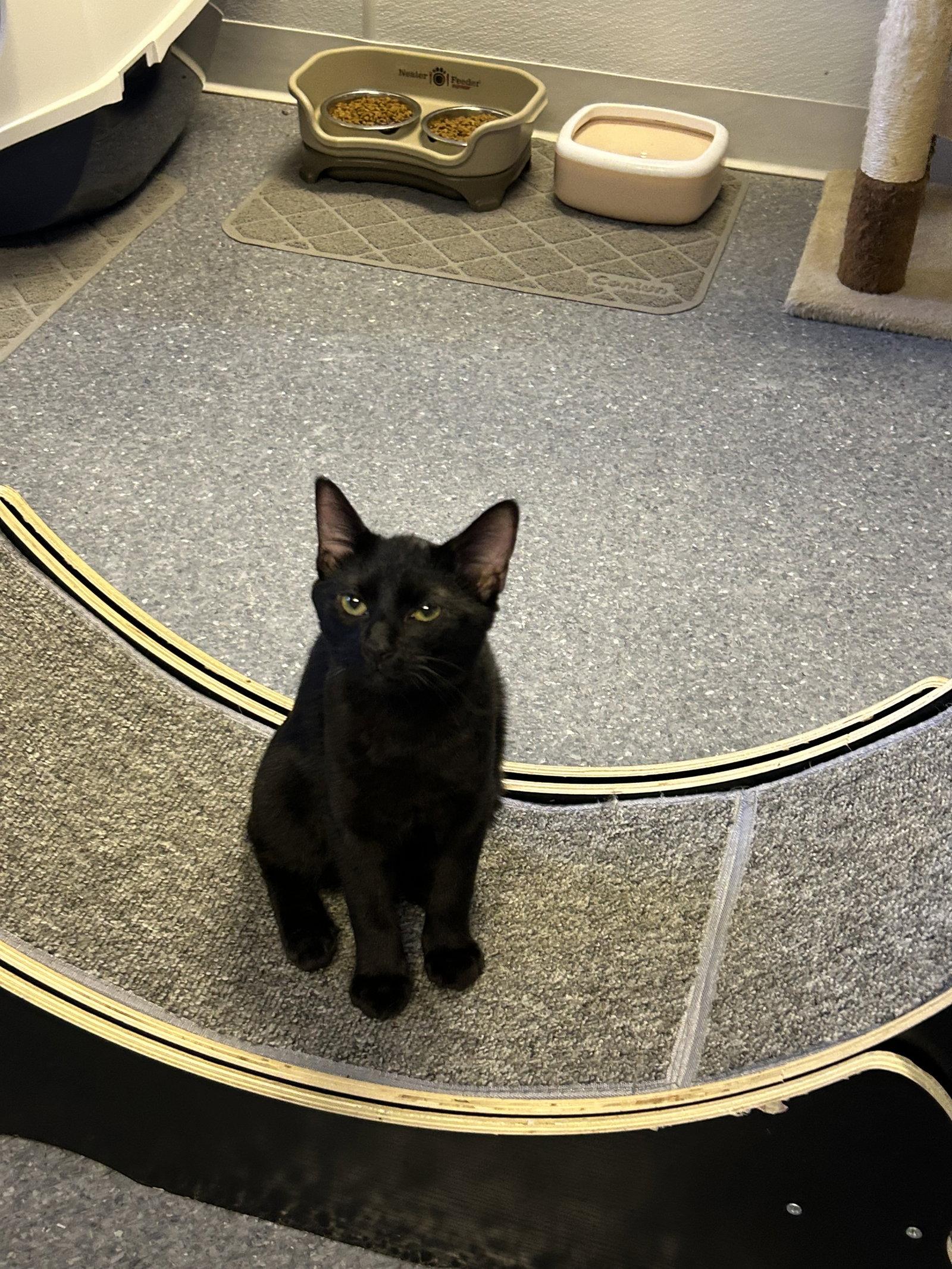 Enlarge Jarrell, a Adoptable Domestic Short Hair in Steeleville, IL image 1/3