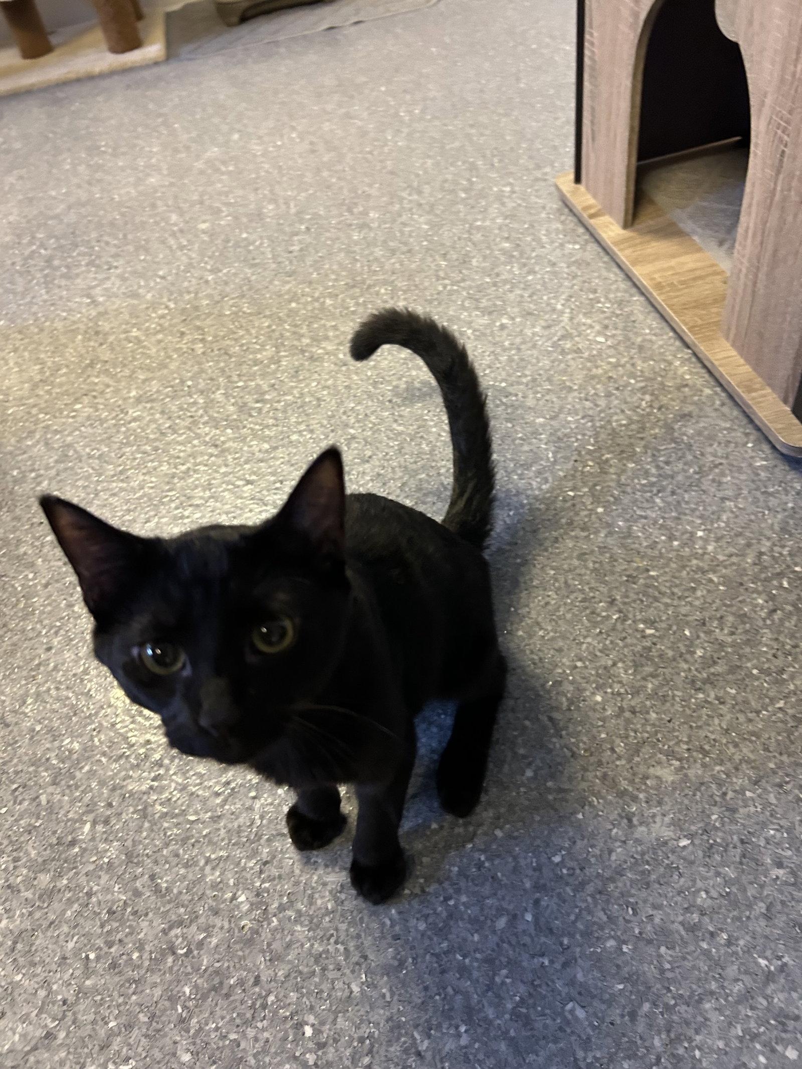 Enlarge Jarrell, a Adoptable Domestic Short Hair in Steeleville, IL image 2/3