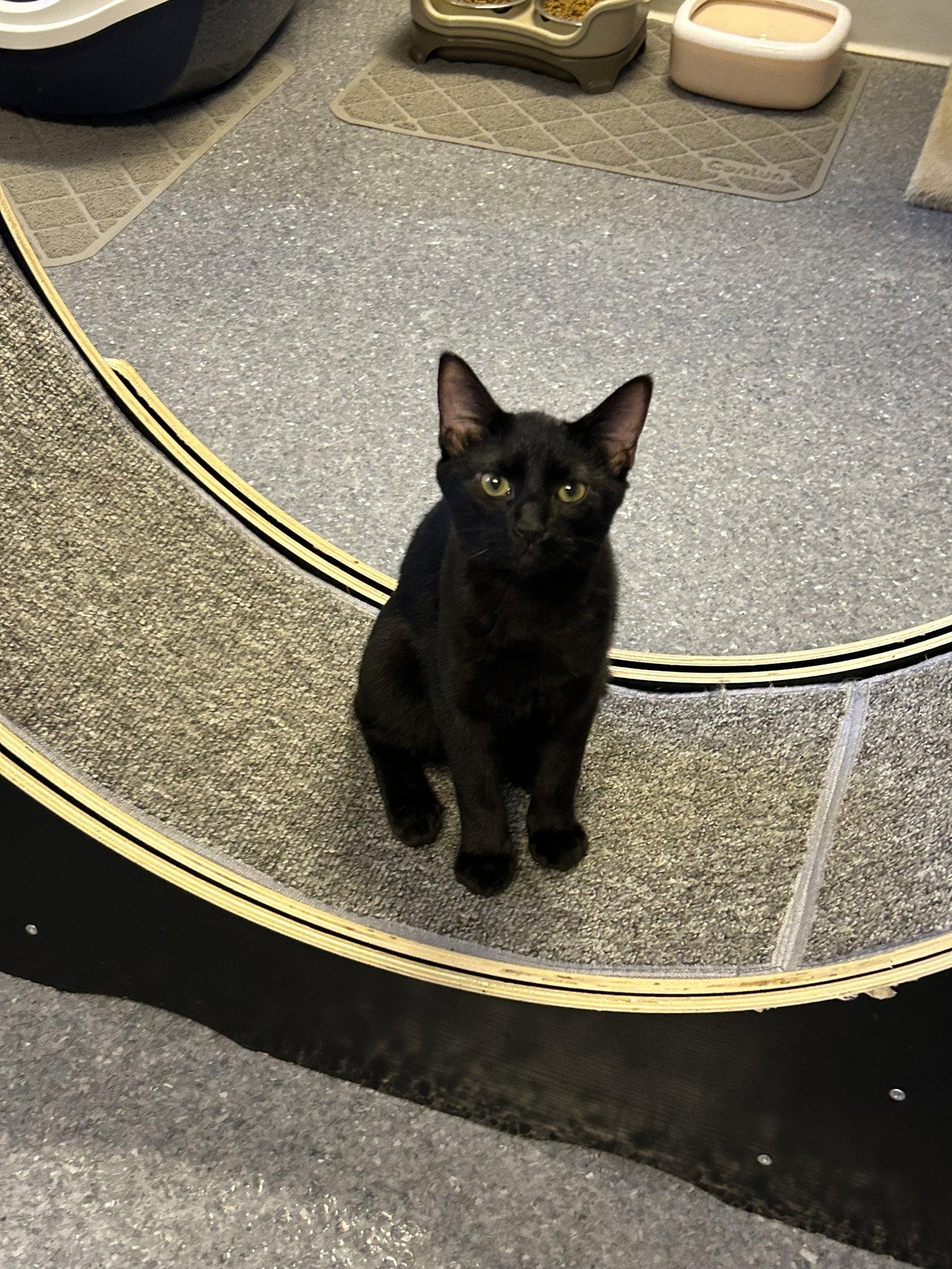Enlarge Jarrell, a Adoptable Domestic Short Hair in Steeleville, IL image 3/3