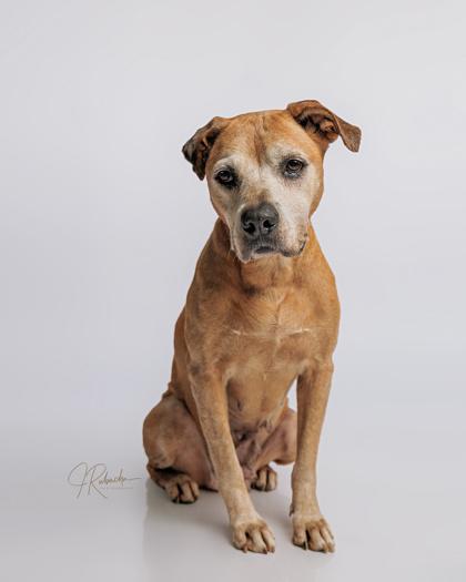 Gigi, a ADOPTABLE mixed breed in Inverness, FL image 4/4
