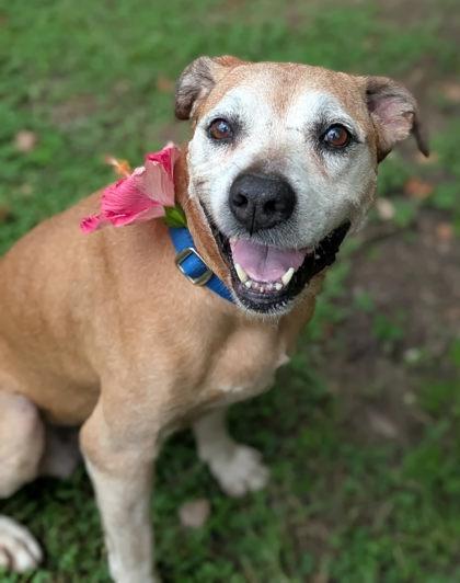 Gigi, a ADOPTABLE mixed breed in Inverness, FL image 2/4