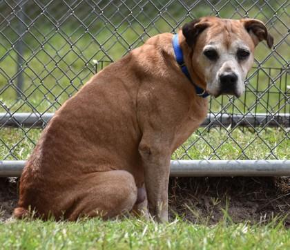 Gigi, a ADOPTABLE mixed breed in Inverness, FL image 1/2