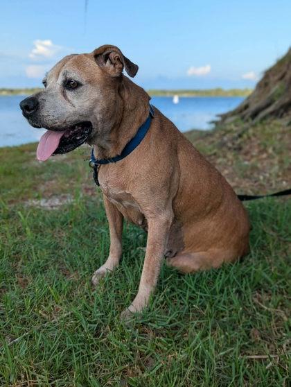 Gigi, a ADOPTABLE mixed breed in Inverness, FL image 3/4