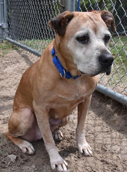 Gigi, a ADOPTABLE mixed breed in Inverness, FL image 2/2