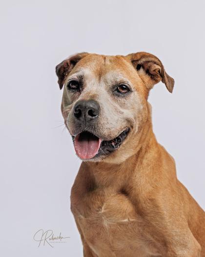 Gigi, a ADOPTABLE mixed breed in Inverness, FL image 1/4