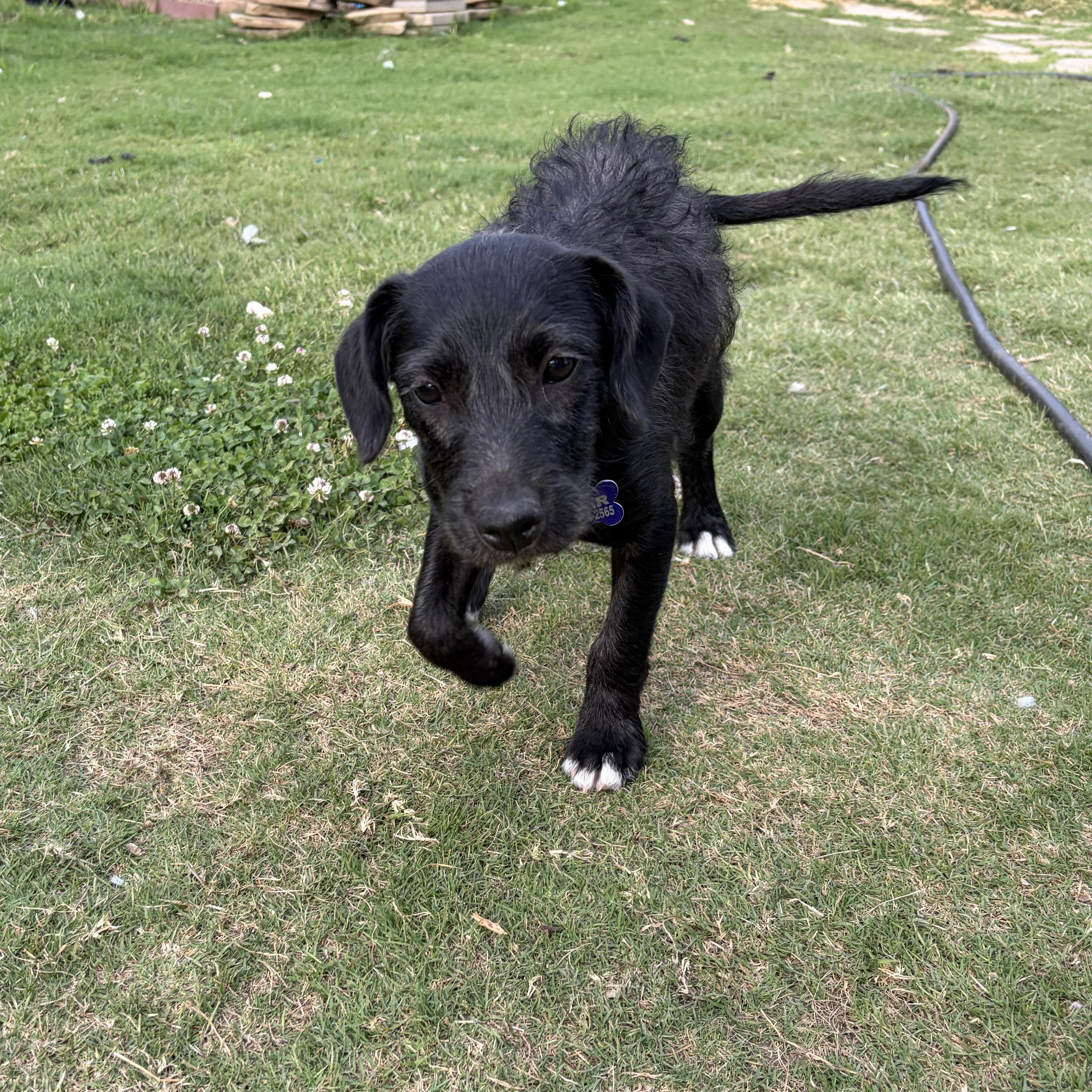 Baby Ray, a Adoptable mixed breed in Rossville, TN image 2/6